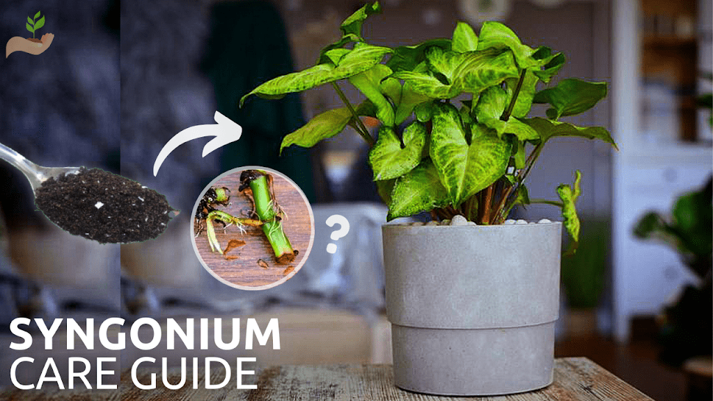 How-to-care-for-a-syngonium-plant