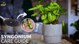 Syngonium-plant-care 