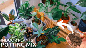 Best-potting-mix-for-indoor-plants
