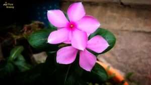Vincas-Growth-Is-the-location-of-the-Pot