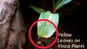 Why-Vinca-Leaves-Turns-Yellow