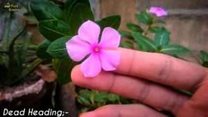 Removing-the-dead-buds-Flowers
