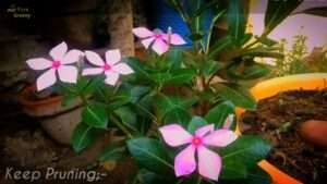 Prune-the-Vinca-Branches-Time-to-Time