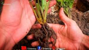 syngonium-batik-plant-care
