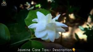 For-Consistent-Blooming-of-Jasmin