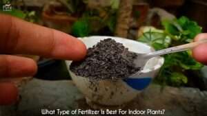 Best-fertilizer-for-indoor-house-plants
