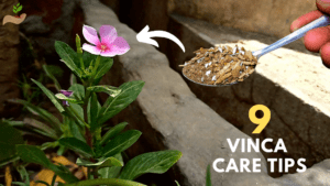 How-to-care-for-vinca-plants