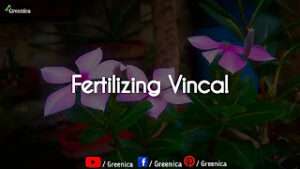 How-to-take-care-of-vinca-plants 