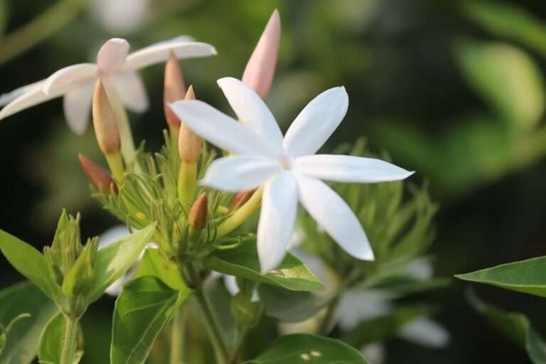 5 Things to Do If Your Jasmine Plant Is Not Flowering..! Pure Greeny