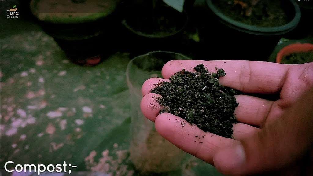 How to Make the Best Organic Fertilizer For Rose Plant - Homemade Rose Food.