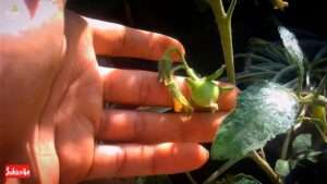 Best-organic-liquid-fertilizer-for-vegetable-garden 