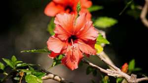 How to Care Hibiscus Plant For Massive Blooming?