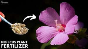 How to Care Hibiscus Plant For Massive Blooming?