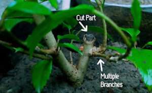 How-to-prune-a-potted-hibiscus-plant 