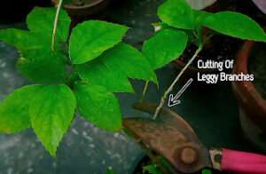 How-to-prune-a-hibiscus-plant-for-winter 