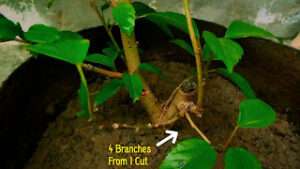 How-to-prune-a-hibiscus-house-plant 