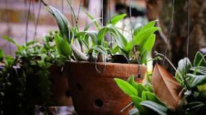 Best-fertilizer-for-indoor-plants
