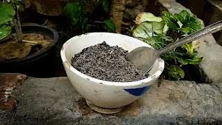 How to Make the Best Organic Fertilizer For Rose Plant - Homemade Rose Food.