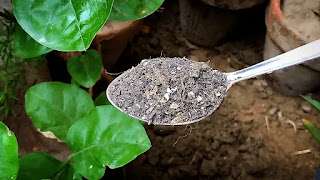 How to Make the Best Organic Fertilizer For Rose Plant - Homemade Rose Food.