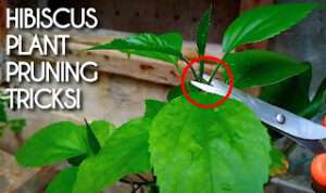 How-to-prune-a-hibiscus-plant-video 