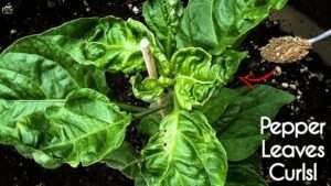 Calcium-deficiency-pepper-plant-leaves-curling
