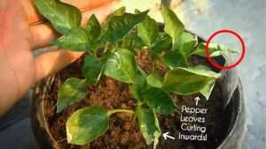 Why-are-my-pepper-plant-leaves-curling
