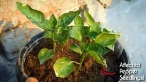 What-causes-pepper-plant-leaves-to-curl