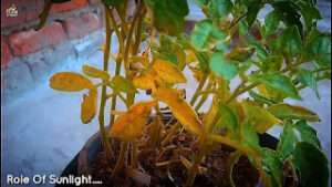 Tomato-plants-yellow-leaves-on-bottom
