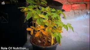 Why-are-the-leaves-on-my-tomato-plant-turning-yellow
