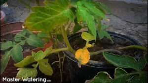 Treatment-for-yellow-leaves-on-tomato-plants