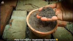 Treatment-for-yellow-leaves-on-tomato-plants