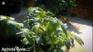 Treatment-for-yellow-leaves-on-tomato-plants