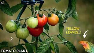 Yellow-leaves-on-tomato-plants
