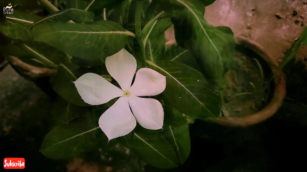 White-Vinca-Flower