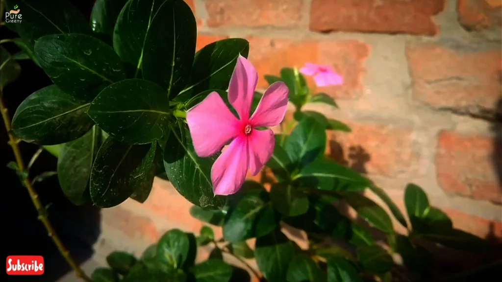 Vinca Plant Care In Winter Days! - Guide To Success