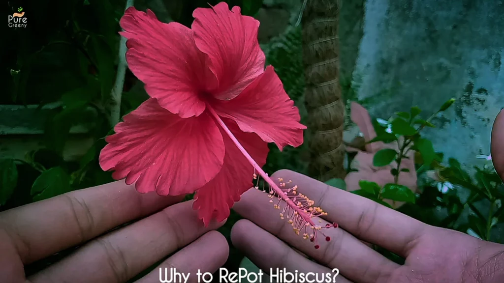 5 Steps For Repotting Hibiscus Plant Safely - Pure Greeny