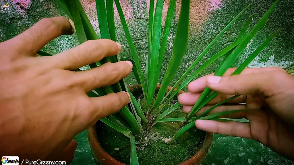 How to Grow Tuberose Plant? - Tuberose Propagation.!