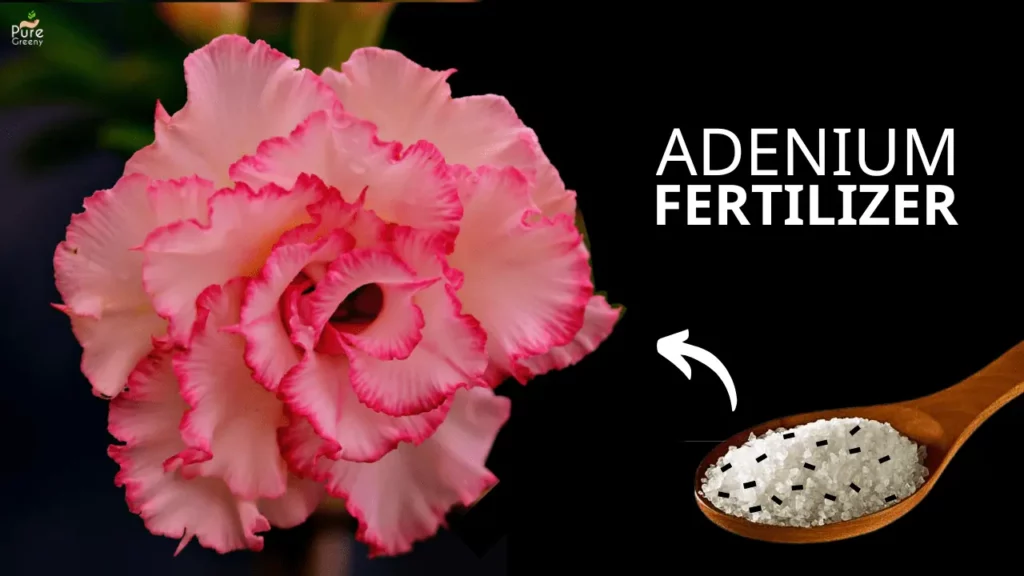 The Ultimate Guide On Adenium Plant Care - Massive Growth
