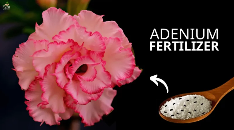 Fertilizer-for-adenium-plant