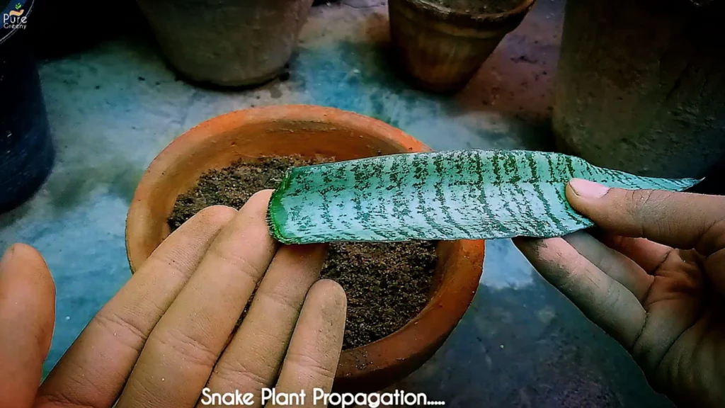 The ULTIMATE GUIDE on Snake Plant Propagation - Get More Snake Plants Now!