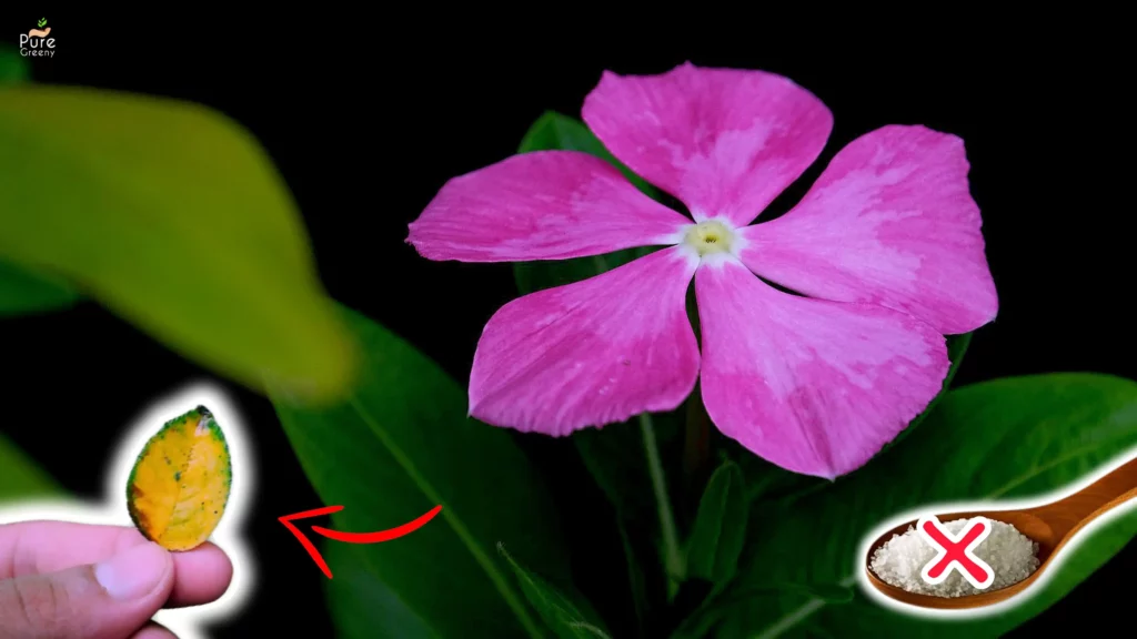 Vinca Plant Care In Winter Days! - Guide To Success Vinca Plant Care In Winter Days! - Guide To Success