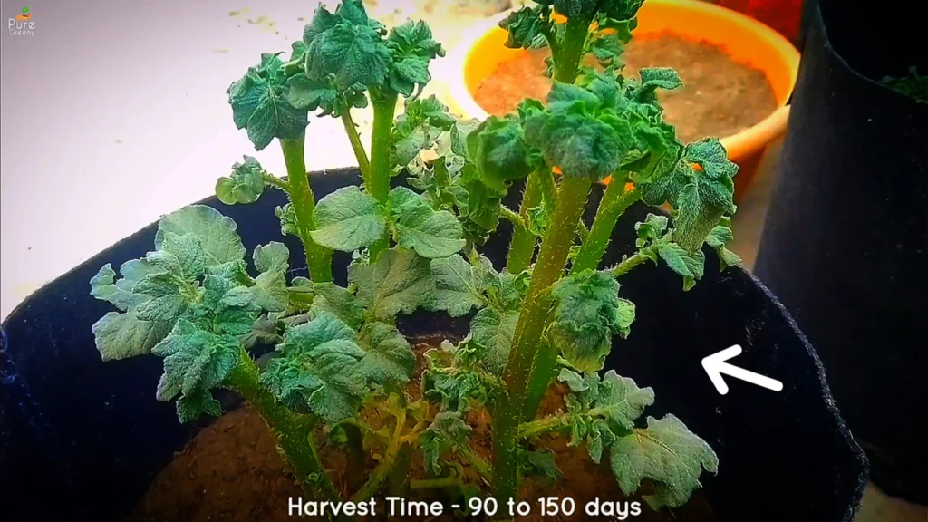 Top 10 Winter Vegetables to Grow at Home! Get Better Harvest