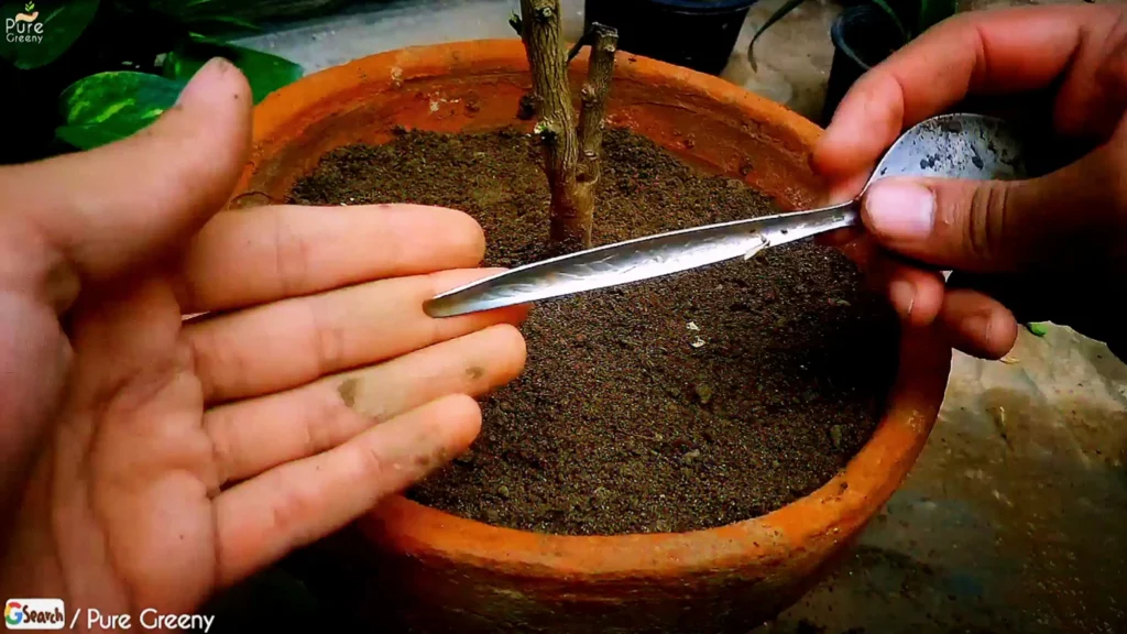 Repotting Lemon Tree - How To RePot A Lemon Tree? - Pure Greeny