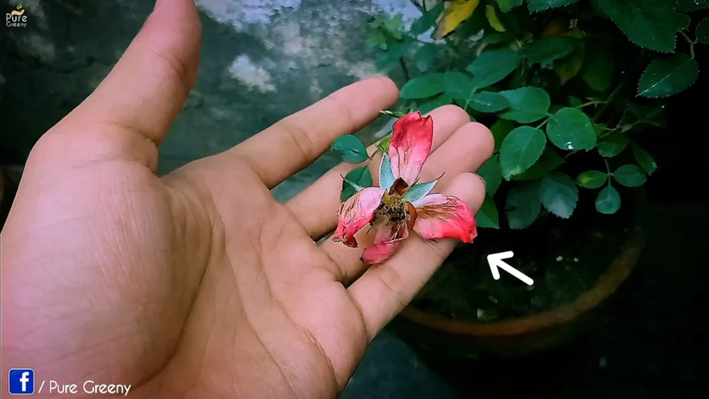 Rose Plant Care In Winters For a Massive Blooming!