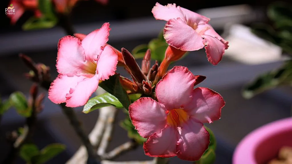 The Ultimate Guide On Adenium Plant Care - Massive Growth