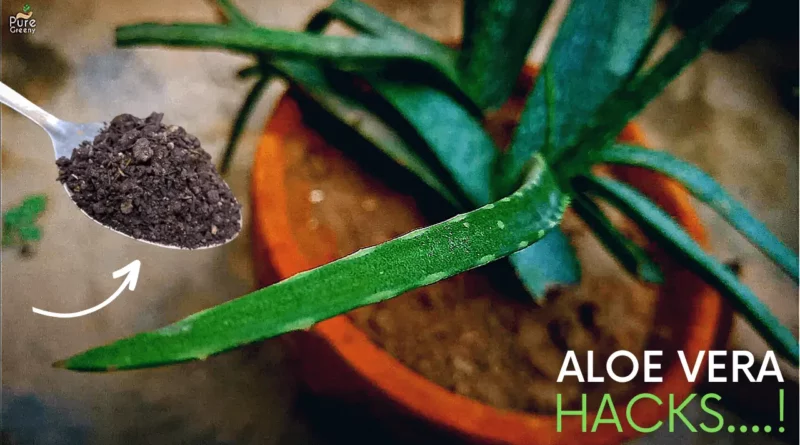 Aloe-vera-plant-care