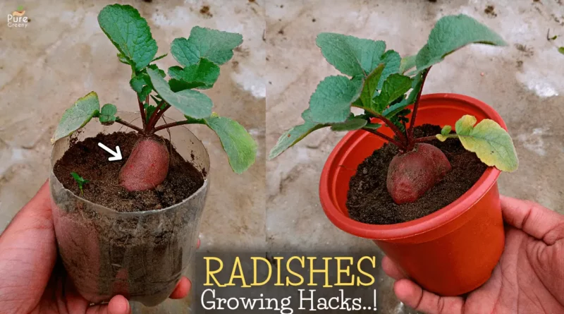 growing-radishes-in-containers