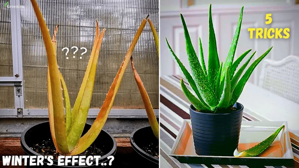 Aloe-vera-plant-care

