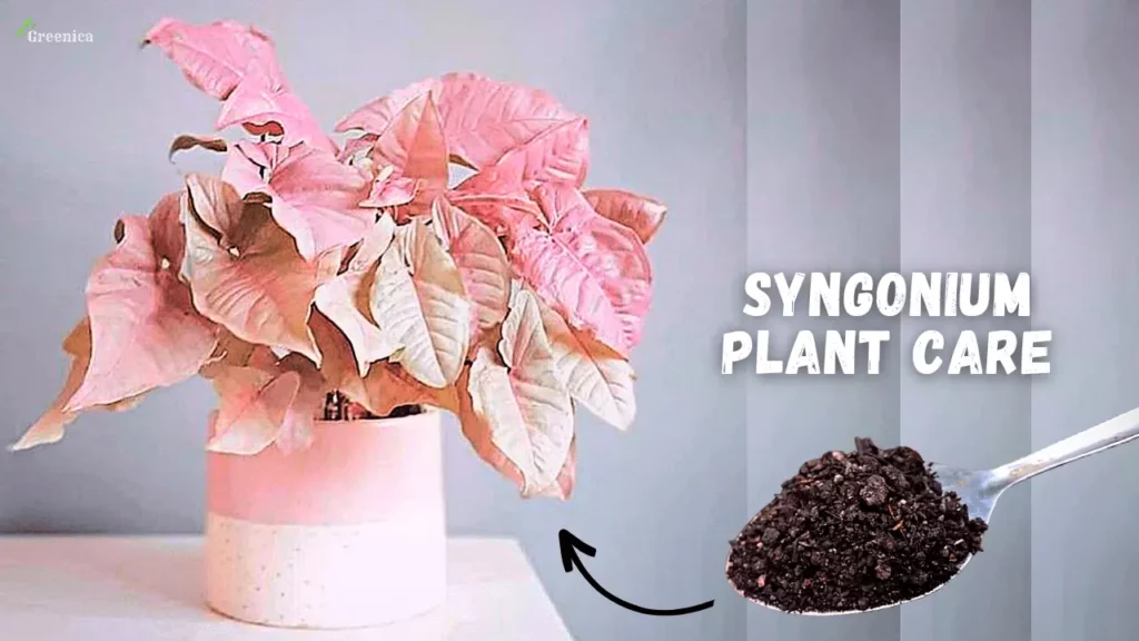 Syngonium-pink-allusion
