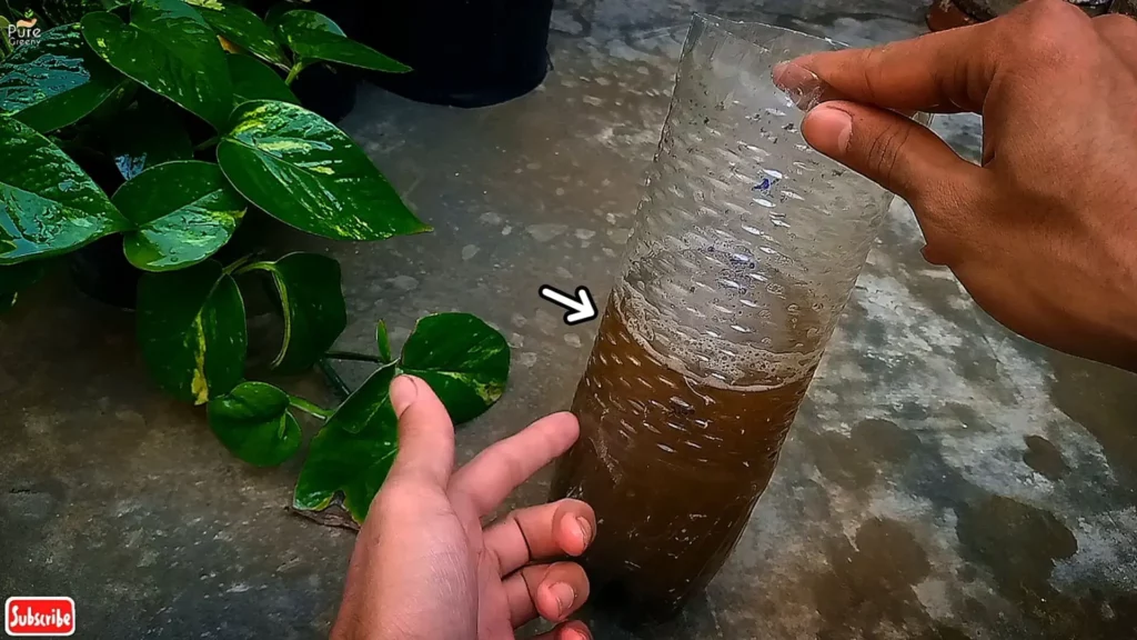 Making-Compost-Tea-Liquid